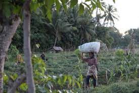 dari gambar ini bisa dilihat bahwa disana banyak pertanian mayoritas orang petani